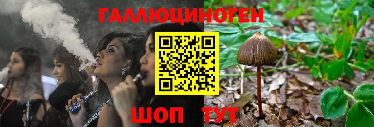 Галлюциногенные грибы Psilocybe Волгодонск
